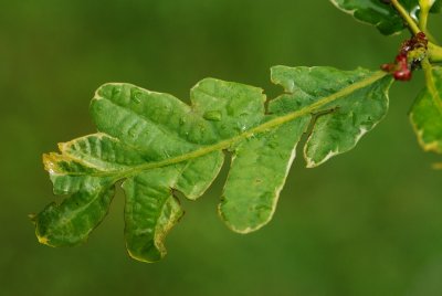 Quercus robur 'Argenteomarginata' - dub letní - list